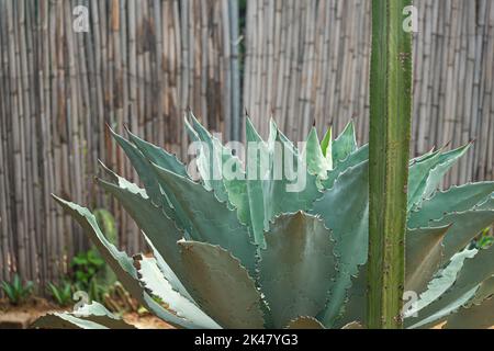 Tobala Agave in Oaxaca, Basis des traditionellen Mezcal-Getränks Stockfoto