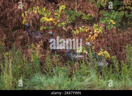 Wilde Truthähne aus dem Osten im Norden von Wisconsin. Stockfoto