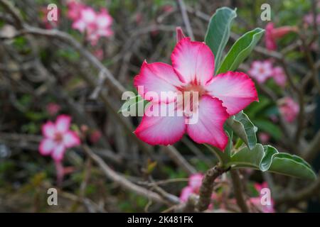 Adenium obesum, Wüstenrose blüht auf Strauch Stockfoto