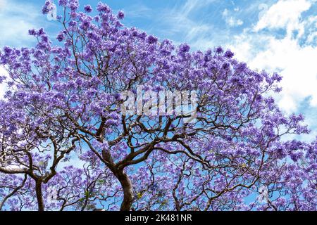 Jacaranda in den Royal Botanic Gardens, Sydney, New South Wales, Australien Stockfoto