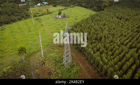 Luftaufnahme von Hochspannungsmasten und Stromleitungen zwischen Eukalyptusplantagen. Draufsicht auf den Eukalyptuswald in Thailand. Natürliche Landschaft hintergr Stockfoto