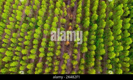 Luftaufnahme von schönen Landschaften von landwirtschaftlichen oder Anbauflächen in tropischen Ländern. Eukalyptusplantage in Thailand. Natürliche Landschaft b Stockfoto