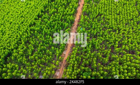 Luftaufnahme einer unbefestigten Straße, die durch die schönen Grünflächen der ländlichen Eukalyptusplantagen schneidet. Draufsicht auf den Eukalyptuswald in Thailand. Entfällt Stockfoto