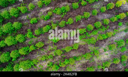 Luftaufnahme von schönen Landschaften von landwirtschaftlichen oder Anbauflächen in tropischen Ländern. Eukalyptusplantage in Thailand. Natürliche Landschaft b Stockfoto