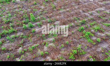 Luftaufnahme von schönen Landschaften von landwirtschaftlichen oder Anbauflächen in tropischen Ländern. Eukalyptusplantage in Thailand. Natürliche Landschaft b Stockfoto