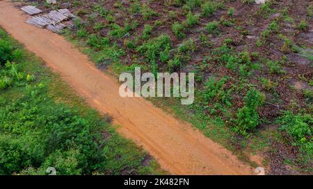 Luftaufnahme einer unbefestigten Straße, die durch die schönen Grünflächen der ländlichen Eukalyptusplantagen schneidet. Draufsicht auf den Eukalyptuswald in Thailand. Entfällt Stockfoto