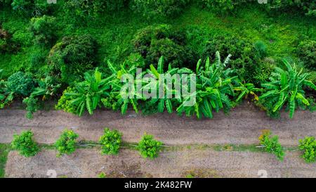 Draufsicht auf die Anbauflächen und die Plantage in der Gärtnerei im Freien. Luftaufnahme der Bananenplantage im ländlichen Thailand. Anbaugeschäft. Natürliches lan Stockfoto