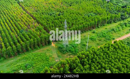 Luftaufnahme von Hochspannungsmasten und Stromleitungen zwischen Eukalyptusplantagen. Draufsicht auf den Eukalyptuswald in Thailand. Natürliche Landschaft hintergr Stockfoto