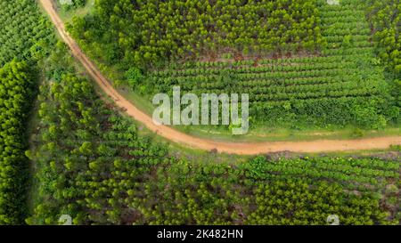 Luftaufnahme einer unbefestigten Straße, die durch die schönen Grünflächen der ländlichen Eukalyptusplantagen schneidet. Draufsicht auf den Eukalyptuswald in Thailand. Entfällt Stockfoto
