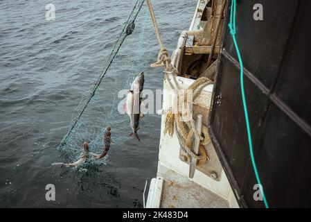 Portland, Maine, USA. 27. September 2022. Drei pollock-Fische, die in einem Gillnet-Fischernetz gefangen werden, werden an Bord eines kommerziellen Fischerboots vor der Küste von Maine Gehisst, Ein Bord eines Gillnet-Fischerboots, Crew schleppt ihren Fang von Seeteufel, pollock und Kabeljau von den frühen Morgenstunden bis spät in die Nacht. Die Fischereiindustrie in Maine hat vor kurzem einen Schlag mit einer neuen Reihe von Beschränkungen für den Fischfang genommen und die Umweltorganisation Seafood Watch empfiehlt den Menschen, den Verzehr von amerikanischem Hummer zu vermeiden. Diese Auflistung und Verordnung stellen eine neue Bedrohung für die Lebensgrundlagen der Fischer dar. Während f Stockfoto