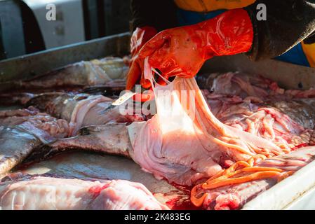 Portland, Maine, USA. 28. September 2022. Ein Besatzungsmitglied mit roten Schutzhandschuhen an Bord eines kommerziellen Fischerbootes schneidet die Eingeweide von einem Seeteufel auf einem Stahltisch, der vor der Küste von Maine gefangen wurde, weg. An Bord eines Gillnet-Fischerboots schleppen die Crew ihren Fang von Seeteufel, pollock und Kabeljau von den frühen Morgenstunden bis spät in die Nacht. Die Fischereiindustrie in Maine hat vor kurzem einen Schlag mit einer neuen Reihe von Beschränkungen für den Fischfang genommen und die Umweltorganisation Seafood Watch empfiehlt den Menschen, den Verzehr von amerikanischem Hummer zu vermeiden. Diese Auflistung und Regelung stellen frisch dar Stockfoto