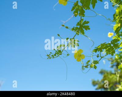 Die Triebe und Blumen des Kürbisbaums auf dem Hintergrund sind leuchtend blau. Stockfoto