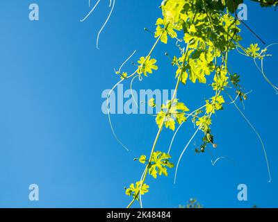 Die Triebe und Blumen des Kürbisbaums auf dem Hintergrund sind leuchtend blau. Stockfoto