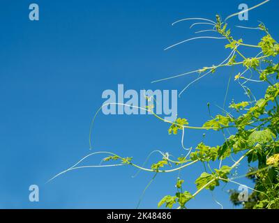 Die Triebe und Blumen des Kürbisbaums auf dem Hintergrund sind leuchtend blau. Stockfoto