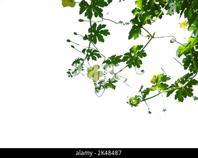 Die Triebe und Blüten des Kürbisbaums isolieren sich auf dem weißen Hintergrund. Stockfoto