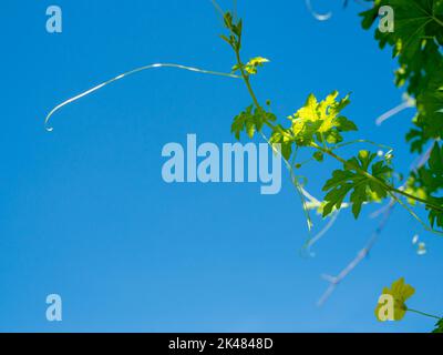 Die Triebe und Blumen des Kürbisbaums auf dem Hintergrund sind leuchtend blau. Stockfoto