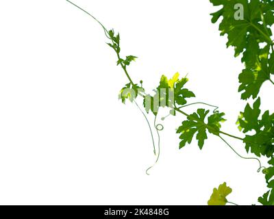 Die Triebe und Blüten des Kürbisbaums isolieren sich auf dem weißen Hintergrund. Stockfoto