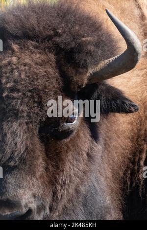 Extreme Nahaufnahme der linken Seite des Gesichts eines amerikanischen Bisons mit dem Horn und dem linken Auge. Fotografiert am Yellowstone Wildlife Sanctuary i Stockfoto