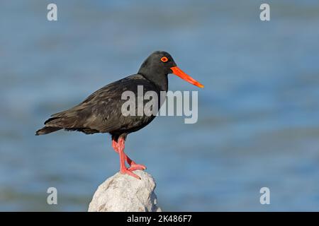 Ein seltener afrikanischer schwarzer Austernfischer (Haematopus moquini) auf einem Küstenfelsen, Südafrika Stockfoto