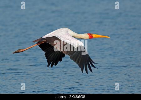 Yellow-billed Stork (mycteria Ibis) im Flug, Krüger Nationalpark, Südafrika Stockfoto