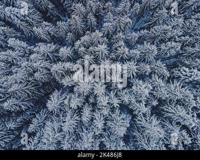 Drohnenaufnahme von Pinien, die mit Schnee bedeckt sind. Schneebedeckter Winterwald, Luftaufnahme Stockfoto