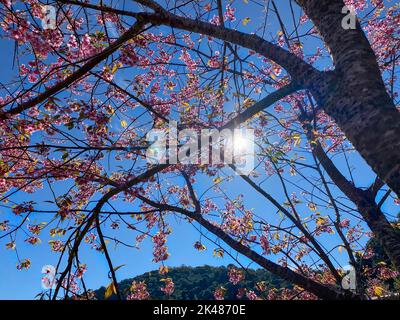 Phaya Suea Krong Blume oder Prunus Cerasoides Blume oder Königin Tiger Blume oder genannt Kirschblüten Thailand blühen, um die Wintersaison in zu begrüßen Stockfoto