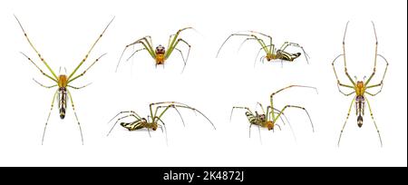 Gruppe von dekorativen Big-Jawed Spider (Leukauge dekorieren) isoliert auf weißem Hintergrund. Tiere. Insekten. Stockfoto