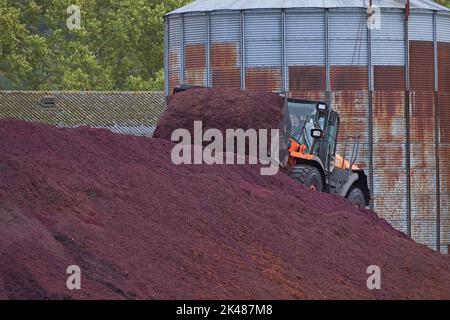 Limoux Aude Frankreich 09.30.22 Baustelle orange und schwarz der Radlader bewegt alte Weintraubenschalen im Eimer auf den Berg oder den roten Trester. Weich für Stockfoto