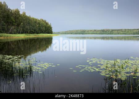 Ruhige Landschaft in freier Wildbahn - die Ufer des Sees Plissa in Weißrussland Stockfoto