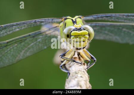 Große grüne Libelle weibliche grüne Schnecke (Ophiogomphus cecilia) auf einem trockenen Zweig Stockfoto