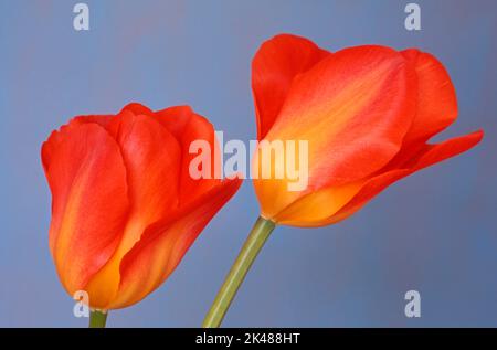 Tulpe „Orange Breeze“, Tulipa fosteriana Stockfoto