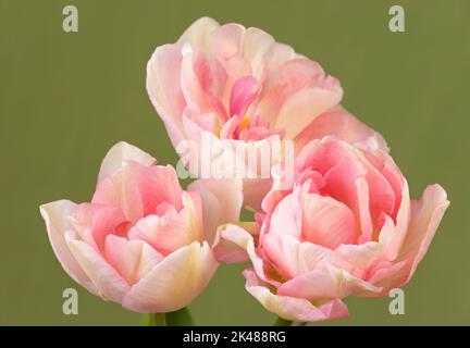 Tulipa „Pfirsichblüte“, Double Early Tulip Stockfoto