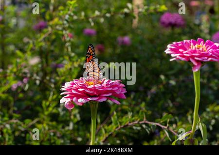Nahaufnahme einer abstrakten Ansicht eines Monarchschmetterlings, der auf einer rosa Zinnia-Blume in einem sonnigen Schmetterlingsgarten thront Stockfoto