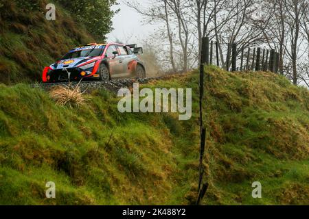 Auckland, Neuseeland. 01. Oktober 2022. 11 NEUVILLE Thierry (bel), WYDAEGHE Martijn (bel), Hyundai Shell Mobis World Rally Team, Hyundai i20 N Rally 1, Aktion während der Rallye Neuseeland 2022, 11. Lauf der WRC World Rally Car Championship 2022, vom 29. September bis 2. Oktober 2022 in Auckland, Neuseeland - Foto Nikos Katikis / DPPI Kredit: DPPI Media/Alamy Live News Stockfoto