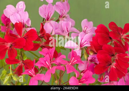 Pelargonium peltatum „Summer Showers“, Ivyleaf Geranium Stockfoto