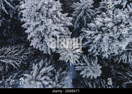Blick von oben auf hohe Pinien, die mit Schnee bedeckt sind. Verschneite Winterwälder, Drohnenaufnahmen, Winterwunderland Stockfoto