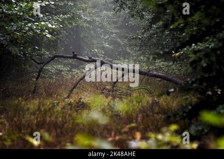 Gefallener Baum in einem Wald, der zum Verfaulen übrig war. Geheimnisvoll verzauberter Nebel und Nebel, magische Stimmung. Stockfoto