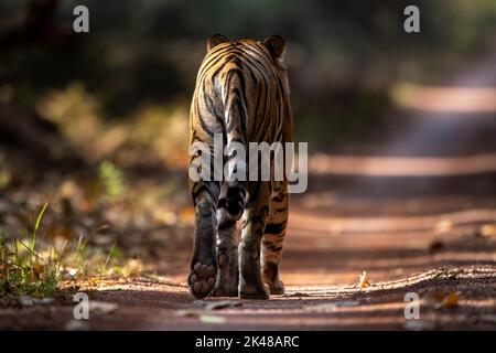 Eine junge Tigerin geht auf dem Safarizepfad im Dudhwa National Park spazieren Stockfoto