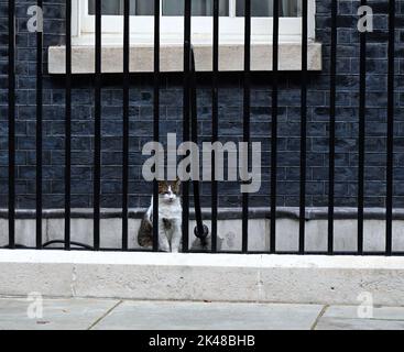 Larry ist eine gerettete streunende Katze aus dem Battersea Dogs & Cats Home, die von Mitarbeitern der Downing Street ausgewählt wurde.Larry sollte ein Haustier für die Kinder von David und Samantha Cameron sein, Und wurde von Downing Street Quellen als gutes Rattern und als mit einem hohen Verfolgungsjagd und Jagd Instinkt beschrieben." 2012 enthüllte Battersea Dogs & Cats Home, dass Larrys Popularität zu einem 15-prozentigen Anstieg der Menschen geführt hatte, die Katzen adoptieren. Stockfoto