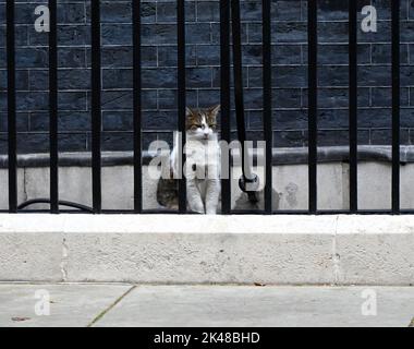 Larry ist eine gerettete streunende Katze aus dem Battersea Dogs & Cats Home, die von Mitarbeitern der Downing Street ausgewählt wurde.Larry sollte ein Haustier für die Kinder von David und Samantha Cameron sein, Und wurde von Downing Street Quellen als gutes Rattern und als mit einem hohen Verfolgungsjagd und Jagd Instinkt beschrieben." 2012 enthüllte Battersea Dogs & Cats Home, dass Larrys Popularität zu einem 15-prozentigen Anstieg der Menschen geführt hatte, die Katzen adoptieren. Stockfoto