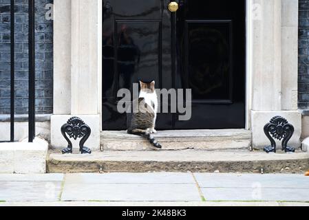 Larry ist eine gerettete streunende Katze aus dem Battersea Dogs & Cats Home, die von Mitarbeitern der Downing Street ausgewählt wurde.Larry sollte ein Haustier für die Kinder von David und Samantha Cameron sein, Und wurde von Downing Street Quellen als gutes Rattern und als mit einem hohen Verfolgungsjagd und Jagd Instinkt beschrieben." 2012 enthüllte Battersea Dogs & Cats Home, dass Larrys Popularität zu einem 15-prozentigen Anstieg der Menschen geführt hatte, die Katzen adoptieren. Stockfoto