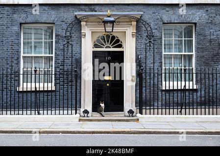 Larry ist eine gerettete streunende Katze aus dem Battersea Dogs & Cats Home, die von Mitarbeitern der Downing Street ausgewählt wurde.Larry sollte ein Haustier für die Kinder von David und Samantha Cameron sein, Und wurde von Downing Street Quellen als gutes Rattern und als mit einem hohen Verfolgungsjagd und Jagd Instinkt beschrieben." 2012 enthüllte Battersea Dogs & Cats Home, dass Larrys Popularität zu einem 15-prozentigen Anstieg der Menschen geführt hatte, die Katzen adoptieren. Stockfoto