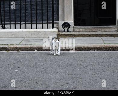 Larry ist eine gerettete streunende Katze aus dem Battersea Dogs & Cats Home, die von Mitarbeitern der Downing Street ausgewählt wurde.Larry sollte ein Haustier für die Kinder von David und Samantha Cameron sein, Und wurde von Downing Street Quellen als gutes Rattern und als mit einem hohen Verfolgungsjagd und Jagd Instinkt beschrieben." 2012 enthüllte Battersea Dogs & Cats Home, dass Larrys Popularität zu einem 15-prozentigen Anstieg der Menschen geführt hatte, die Katzen adoptieren. Stockfoto