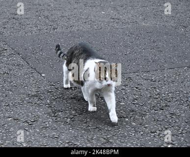 Larry ist eine gerettete streunende Katze aus dem Battersea Dogs & Cats Home, die von Mitarbeitern der Downing Street ausgewählt wurde.Larry sollte ein Haustier für die Kinder von David und Samantha Cameron sein, Und wurde von Downing Street Quellen als gutes Rattern und als mit einem hohen Verfolgungsjagd und Jagd Instinkt beschrieben." 2012 enthüllte Battersea Dogs & Cats Home, dass Larrys Popularität zu einem 15-prozentigen Anstieg der Menschen geführt hatte, die Katzen adoptieren. Stockfoto