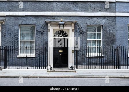 Larry ist eine gerettete streunende Katze aus dem Battersea Dogs & Cats Home, die von Mitarbeitern der Downing Street ausgewählt wurde.Larry sollte ein Haustier für die Kinder von David und Samantha Cameron sein, Und wurde von Downing Street Quellen als gutes Rattern und als mit einem hohen Verfolgungsjagd und Jagd Instinkt beschrieben." 2012 enthüllte Battersea Dogs & Cats Home, dass Larrys Popularität zu einem 15-prozentigen Anstieg der Menschen geführt hatte, die Katzen adoptieren. Stockfoto