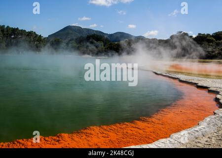 Der Dampf hebt sich über die lebhafte, antimonorangene Farbe, die sich am Rand des Champagnerpools bildet. Es befindet sich im Wai-O-Tapu Thermal Wonderlan Stockfoto