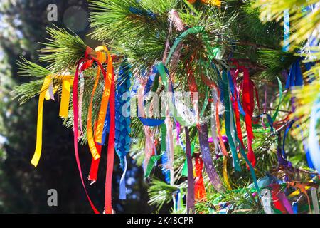 Bunte Bänder an einem sonnigen Tag auf sibirischen Kiefernzweig gebunden Stockfoto