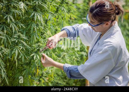 Forscher verarbeiten oder untersuchen Cannabispflanzen in Gewächshäusern für die medizinische Forschung. Cannabis Sativa Forschungskonzepte CBD-Öl pflanzliche Arzneimittel. Stockfoto