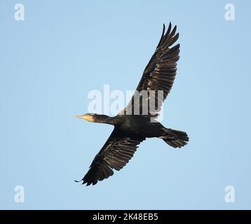 Im Herbst in der Nähe von Warrington haben die Kormorane eine Gemeinschaftsraue gefunden, von der sie jeden Morgen abfliegen. Stockfoto