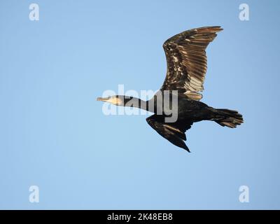 Im Herbst in der Nähe von Warrington haben die Kormorane eine Gemeinschaftsraue gefunden, von der sie jeden Morgen abfliegen. Stockfoto